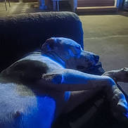 Louie joined the competition — help win amazing prizes! animal, blue_light, calm, comfort, couch, dim_lighting, dog, fur, home, indoor, mammal, peaceful, pet, quiet, relaxing, resting, shadow, side_view, sleeping, stairs