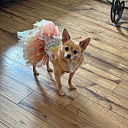 Lucy is registered to the contest to win money with this photo: dog, small_dog, tutu, dress, costume, indoor, wooden_floor, curious, pet, animal, brown_dog, flooring, furniture, couch, table_leg, looking, standing, cute, domestic, companion