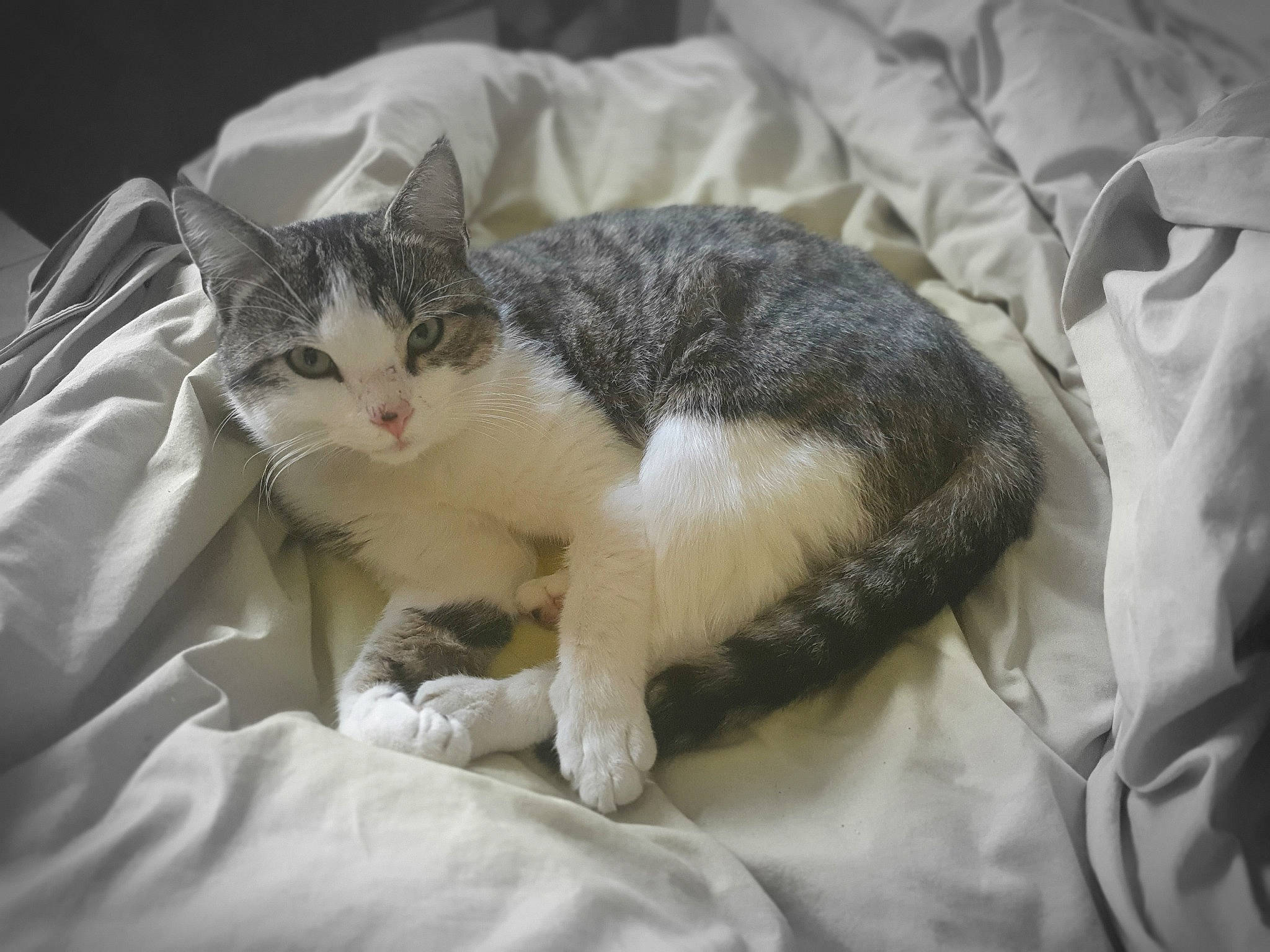 Pitch a rejoint le concours — aidez-le/la à gagner de superbes lots ! aegean_cat, american_wirehair, asian, carnivore, cat, domestic_short_haired_cat, ear, european_shorthair, felidae, fur, kitten, singapura, small_to_medium_sized_cats, tabby_cat, tail, whiskers