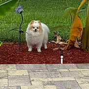Juliet Athena Munder joined the competition — help win amazing prizes! animal, banana_leaf, canine, cute, dog, fluffy, fur, garden, grass, greenery, leaf, nature, outdoor, pet, plant, pomeranian, red_mulch, small_dog, standing, yard