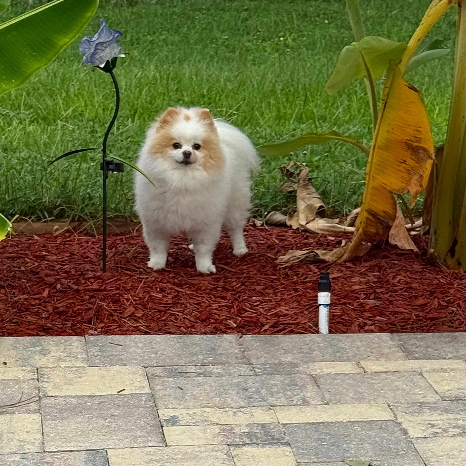 Juliet Athena Munder joined the competition — help win amazing prizes! animal, banana_leaf, canine, cute, dog, fluffy, fur, garden, grass, greenery, leaf, nature, outdoor, pet, plant, pomeranian, red_mulch, small_dog, standing, yard