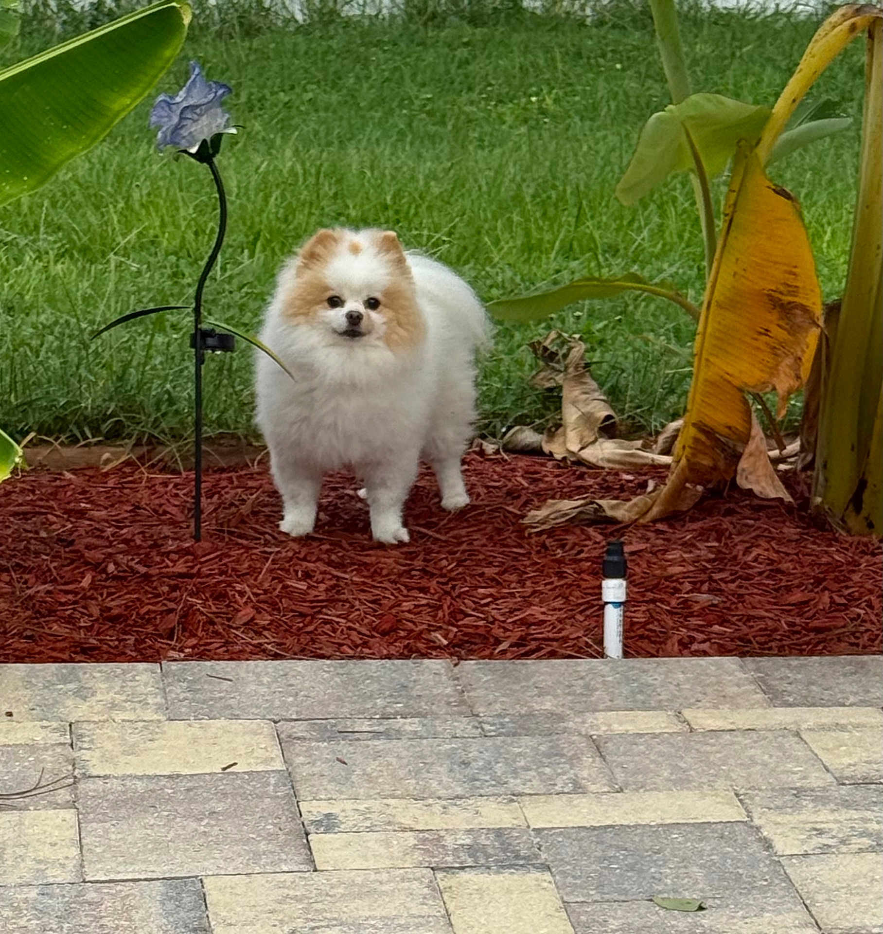 Juliet Athena Munder