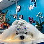 Twister Junior participe au concours pour gagner de l'argent avec cette photo : adorable, animal, blue_wall, calm, cute, dog, domestic, face, fur, groomed, hair_clips, indoor, long_hair, mirror, pet, plant, resting, small_dog, table, white_fur