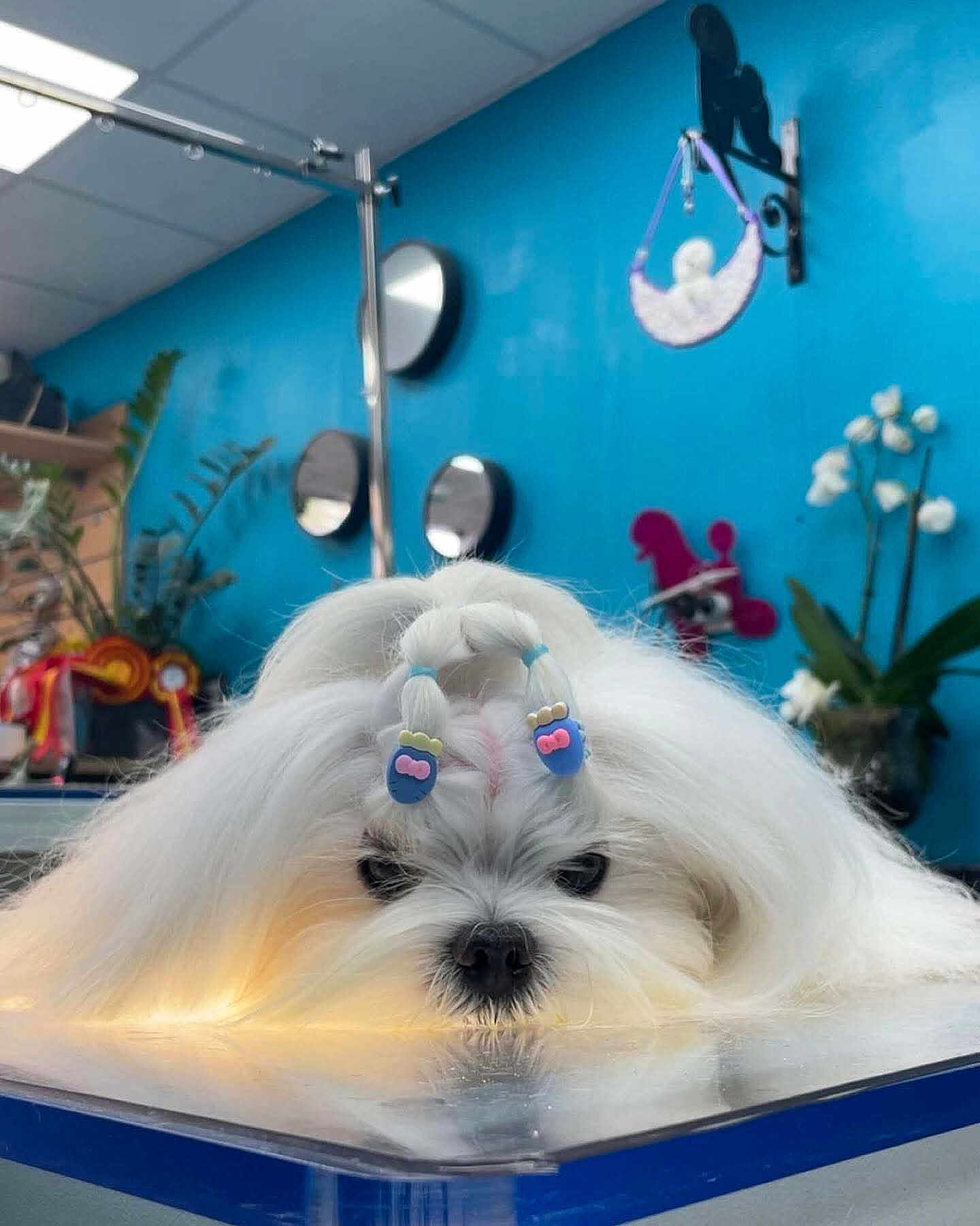 Twister Junior participe au concours pour gagner de l'argent avec cette photo : adorable, animal, blue_wall, calm, cute, dog, domestic, face, fur, groomed, hair_clips, indoor, long_hair, mirror, pet, plant, resting, small_dog, table, white_fur