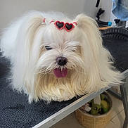 Twister Junior participe au concours pour gagner de l'argent avec cette photo : dog, white_dog, fluffy, pet, indoor, tongue_out, sunglasses, heart_shaped, cute, animal, table, basket, floor, tile_floor, household, relaxed, fur, adorable, small_dog, pigtails