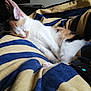 animal, bedroom, blanket, calico, cat, comfort, cozy, foot, fur, home, indoor, nap, paw, pet, relaxation, remote_control, resting, sleeping, striped, television