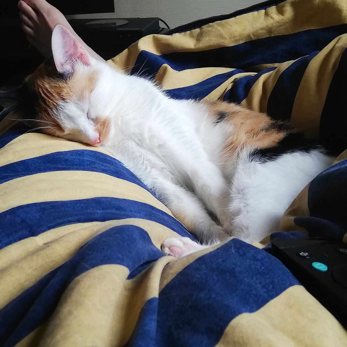 Luna