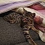 animal, blanket, cat, comfort, couch, cozy, curious, cute, feline, fur, home, indoor, kitten, pet, relaxed, resting, soft, striped, tabby, young