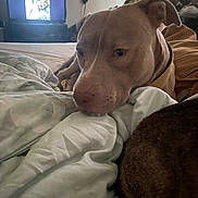 Little Girl joined the competition — help win amazing prizes! dog, blanket, bed, indoor, television, screen, cat_image, resting, brown_dog, light_brown, dark_brown, fur, collar, animal, pet, home, relaxing, fabric, couch, soft