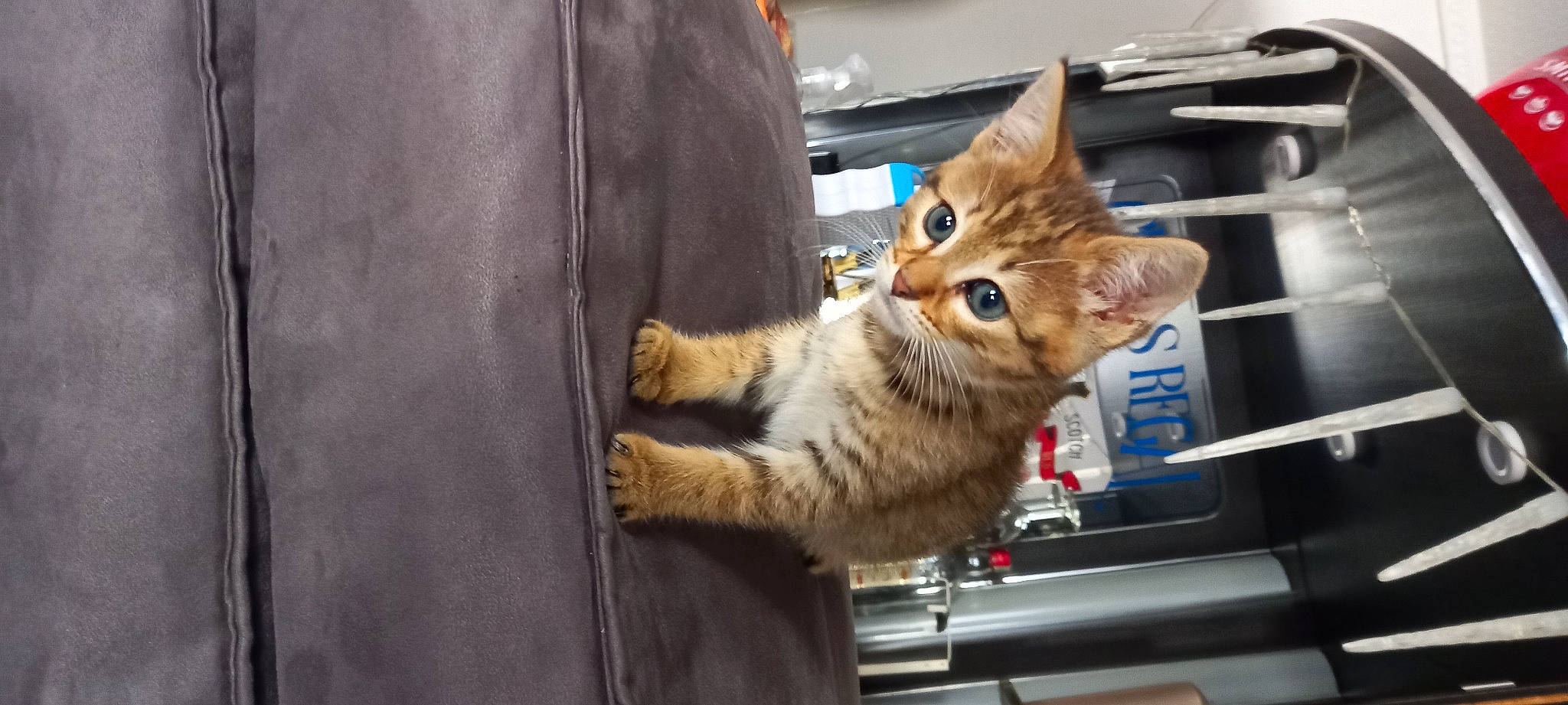 Tyha Eynaud a rejoint le concours — aidez-le/la à gagner de superbes lots ! carnivore, cat, claw, computer_monitor, domestic_short_haired_cat, felidae, fur, motor_vehicle, paw, sitting, small_to_medium_sized_cats, snout, tail, tree, whiskers