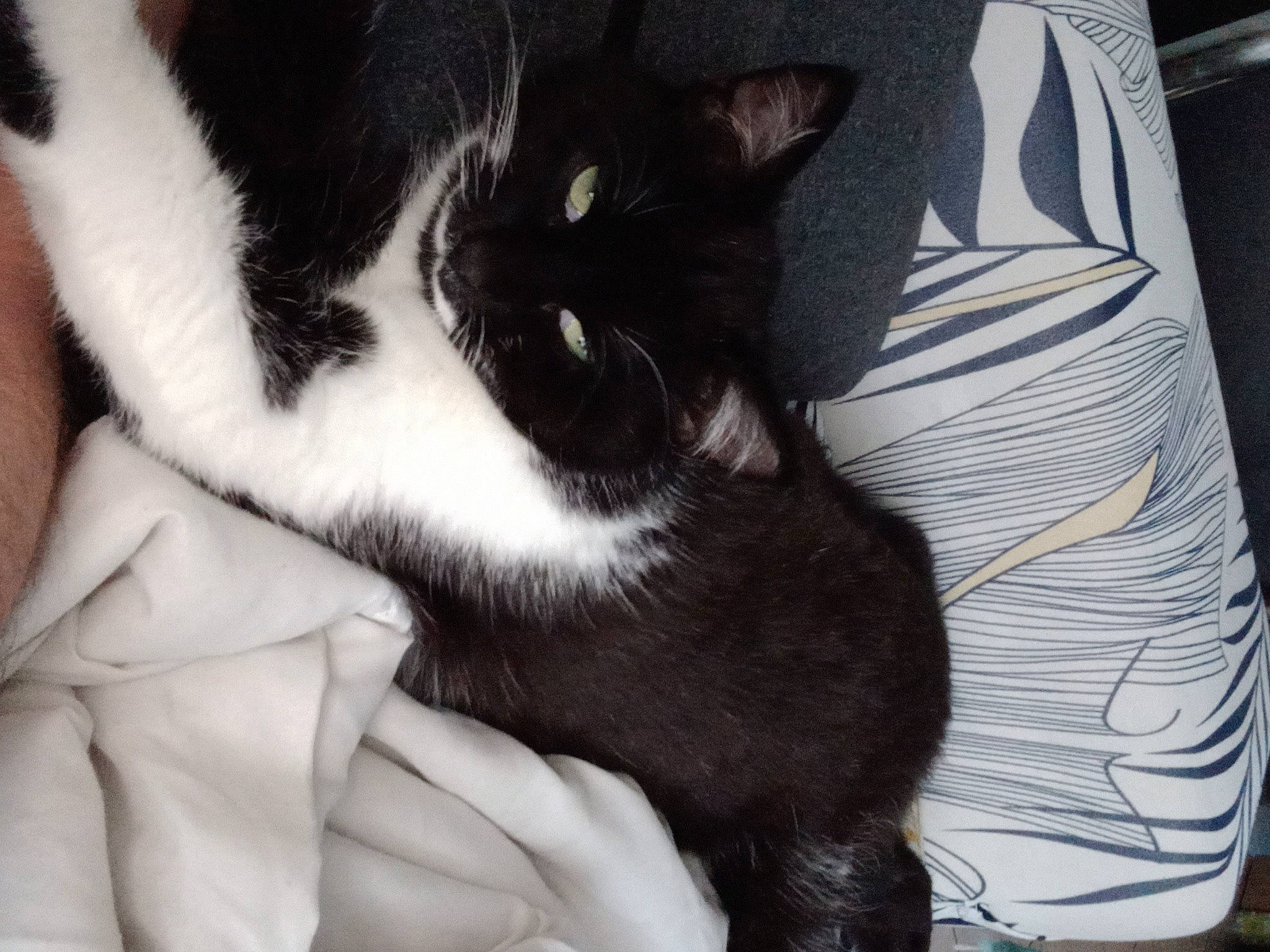 Moustache a rejoint le concours — aidez-le/la à gagner de superbes lots ! carnivore, cat, claw, comfort, domestic_short_haired_cat, felidae, foot, formal_wear, fur, gesture, human_leg, lap, nail, nap, paw, small_to_medium_sized_cats, snout, tail, thigh, whiskers