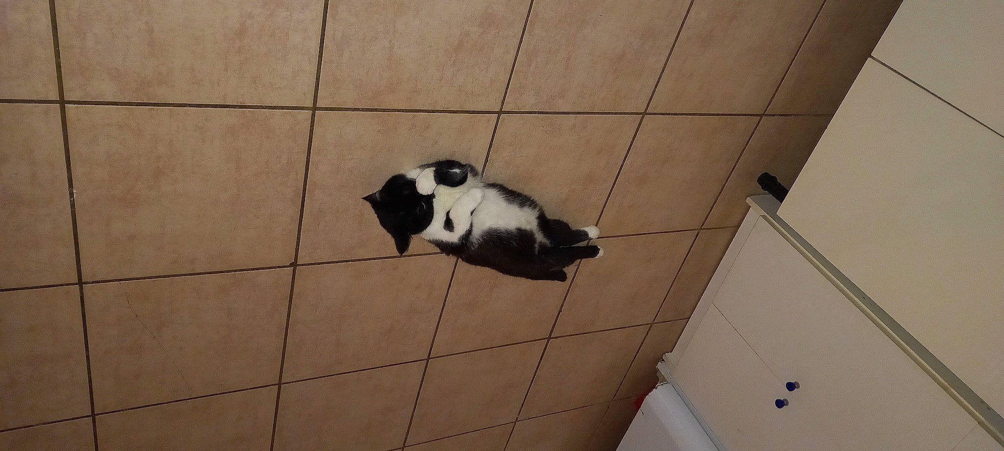 Moustache a rejoint le concours — aidez-le/la à gagner de superbes lots ! canidae, carnivore, cat, companion_dog, dog_breed, domestic_short_haired_cat, felidae, floor, flooring, fur, hardwood, line, paw, small_to_medium_sized_cats, snout, sporting_group, tail, terrestrial_animal, whiskers, wood