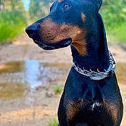 Dante joined the competition — help win amazing prizes! alert, animal, black, blurred_background, canine, collar, daylight, doberman, dog, ears, forest, fur, nature, outdoor, path, pet, portrait, profile, sitting, tan