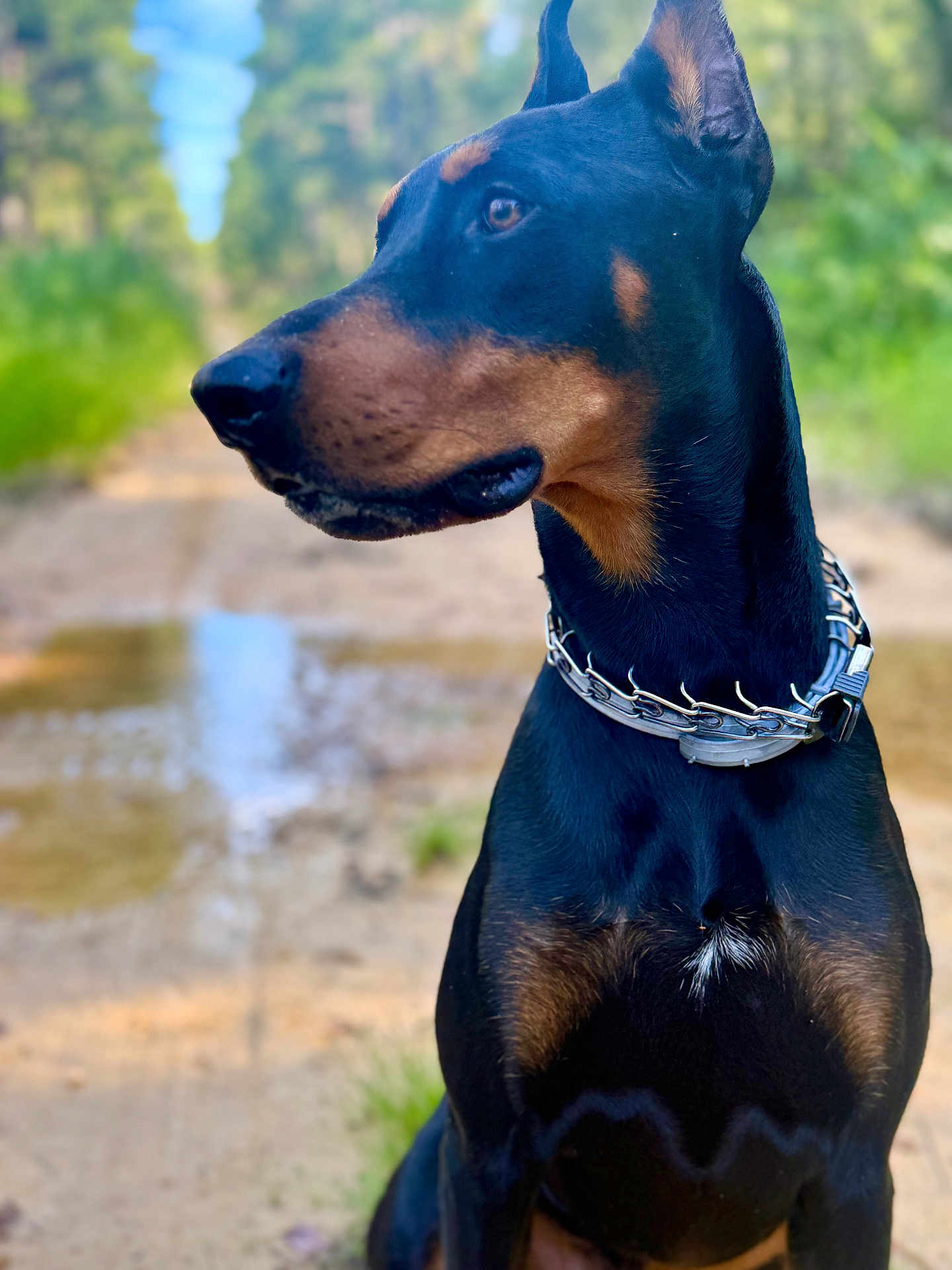 Dante