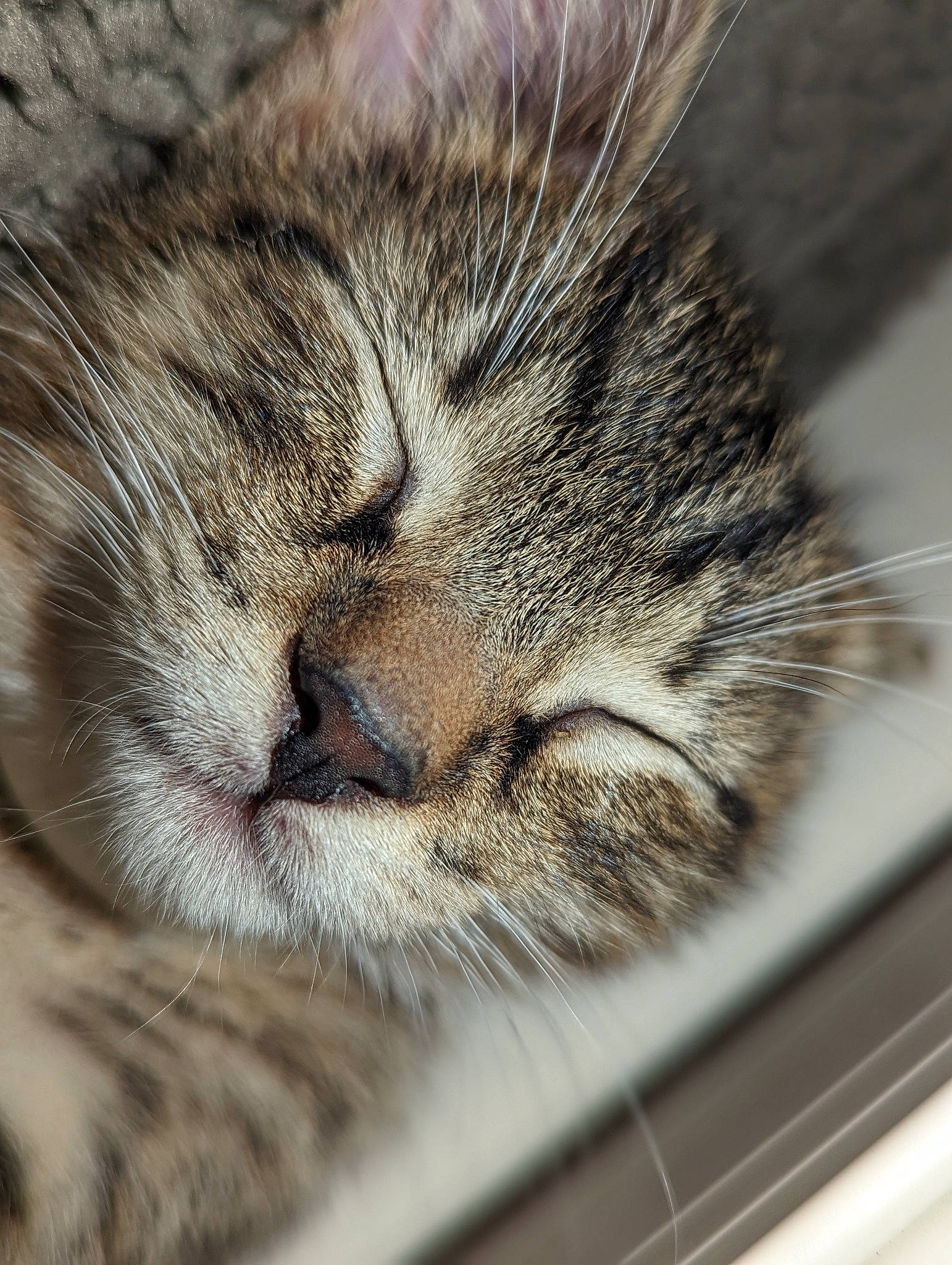Bmo is registered to the contest to win money with this photo: carnivore, cat, close_up, comfort, domestic_short_haired_cat, felidae, fur, nap, paw, sleep, small_to_medium_sized_cats, snout, terrestrial_animal, whiskers, wildlife