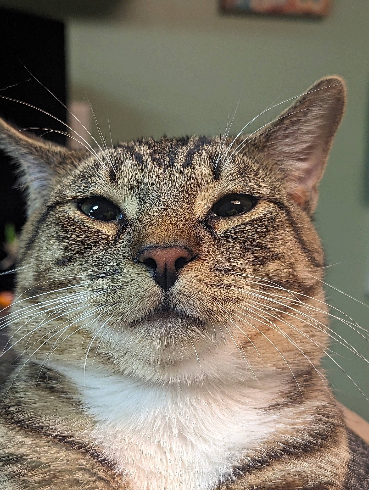 Bmo joined the competition — help win amazing prizes! carnivore, cat, close_up, eye, fawn, felidae, fur, grass, plant, small_to_medium_sized_cats, snout, terrestrial_animal, tree, whiskers, wildlife, window