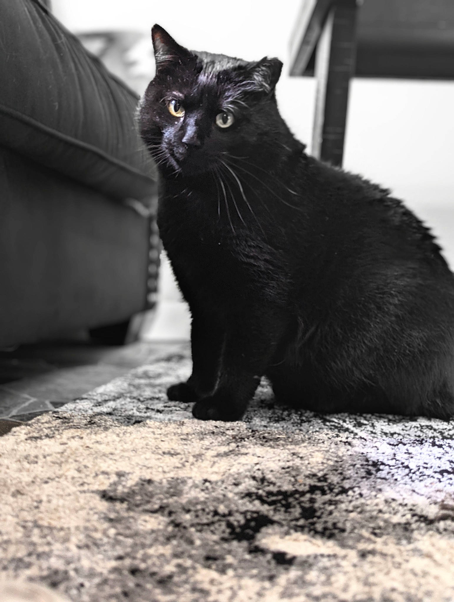 Bombay joined the competition — help win amazing prizes! black, black_and_white, black_cat, bombay, carnivore, cat, domestic_short_haired_cat, felidae, fur, grey, monochrome, monochrome_photography, sitting, small_to_medium_sized_cats, snout, style, tail, terrestrial_animal, tints_and_shades, whiskers