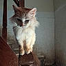 animal, balancing, blue_eyes, cat, chair_arm, cream_fur, dramatic_lighting, ears, fluffy_cat, indoor, long_hair, pet, portrait, rustic, sitting, staircase, whiskers, white_fur, wood, wooden_chair