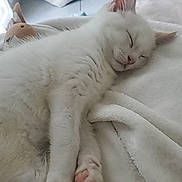 Youki participe au concours pour gagner de l'argent avec cette photo : cat, white_cat, sleeping, fluffy, pet, animal, close_up, portrait, paws, pink_nose, pink_paw_pads, whiskers, fur, blanket, bed, plush_toy, bunny, indoor, cozy, relaxed