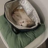 Youki participe au concours pour gagner de l'argent avec cette photo : cat, kitten, white_cat, pet, animal, indoors, travel_bag, insulated_bag, cushion, green_cushion, lounging, lying_down, portrait, cute, fur, eyes, ears, bathroom, tile_floor, cozy