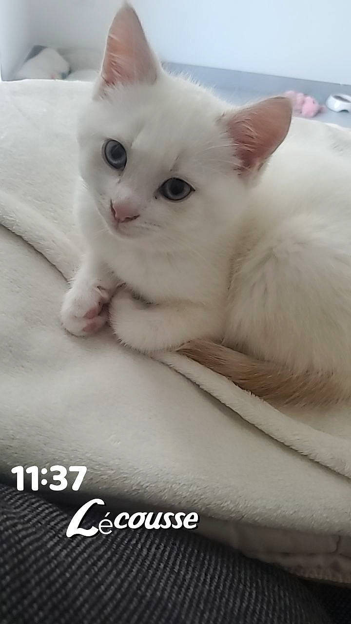 Youki