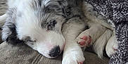 Tommy is registered to the contest to win money with this photo: puppy, dog, sleeping, blanket, couch, fur, cozy, relaxing, pet, animal, cute, paw, snuggled, white, gray, black, soft, indoor, resting, adorable