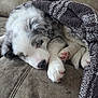 puppy, dog, sleeping, blanket, couch, fur, cozy, relaxing, pet, animal, cute, paw, snuggled, white, gray, black, soft, indoor, resting, adorable