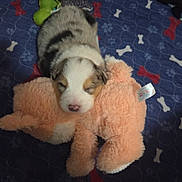 Max joined the competition — help win amazing prizes! puppy, sleeping, stuffed_animal, toy, blanket, blue, pattern, bones, paw_prints, cuddling, cute, fur, pet, animal, indoor, resting, cozy, adorable, young, soft