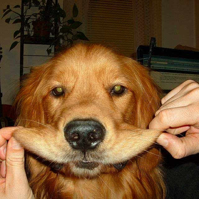 Dave joined the competition — help win amazing prizes! animal, cozy, cute, dog, ears, expression, face, fur, furniture, golden_retriever, guitar, hands, home, indoor, laptop, mustache, nose, person, pet, playing