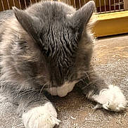 Chandler is registered to the contest to win money with this photo: cat, catnip_residue, close_up, crate, curious, cute, domestic_animal, feline, floor, fur, gray_cat, indoor, nose, paws, pet, relaxed, sniffing, whiskers, white_paws, wooden_frame