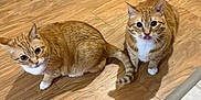 Pikachu is registered to the contest to win money with this photo: cat, cats, closeup, curious, cute, feline, hardwood_floor, indoor, looking_up, orange_tabby, pair, pet, shadow, sitting, tabby_cat, tail, tongue_out, two_animals, whiskers, white_paws
