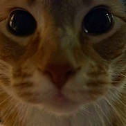 Pikachu joined the competition — help win amazing prizes! big_eyes, blurred_background, cat, close_up, curious, domestic_animal, face, feline, front_view, fur, indoor, macro, mouth, muzzle, nose, orange_tabby, pet, portrait, whiskers, wide_pupils