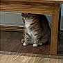 brown, cat, curious, feline, floor, furniture, hide, household, indoor, living_room, peeking, pet, portrait, sitting, tabby_cat, television, tv, white_paws, wood_floor, wooden_table