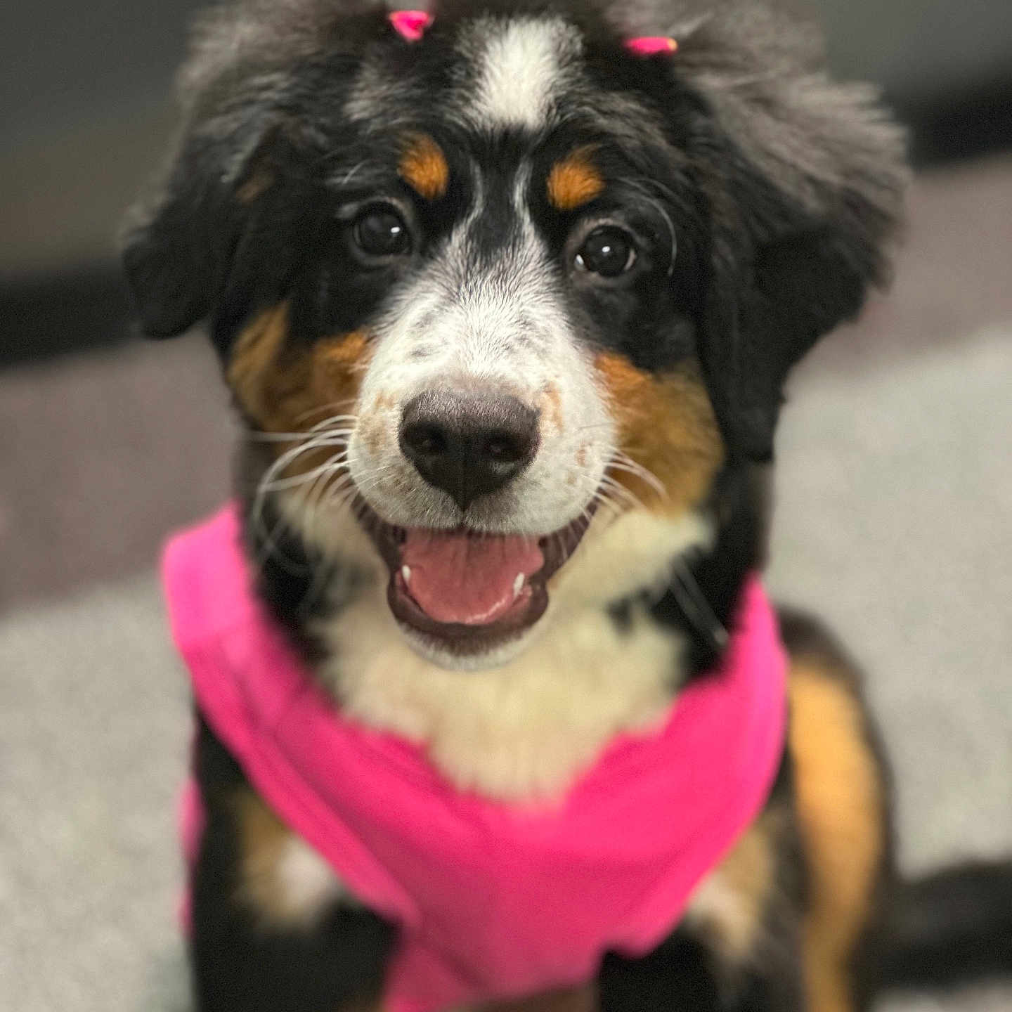 Willow is registered to the contest to win money with this photo: accessories, animal, bodypart, canine, cockerspaniel, dog, face, grass, head, hound, mouth, person, pet, photography, plant, portrait, puppy, strap, teeth, tongue