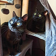 Bastet Et Luci a rejoint le concours — aidez-le/la à gagner de superbes lots ! animal, black_cat, cat, cat_toy, cat_tree, cozy, cubbyhole, curious, domestic, feline, furry, hanging_toys, indoor, looking_up, perched, pet, soft_texture, two_cats, whiskers, yellow_eyes