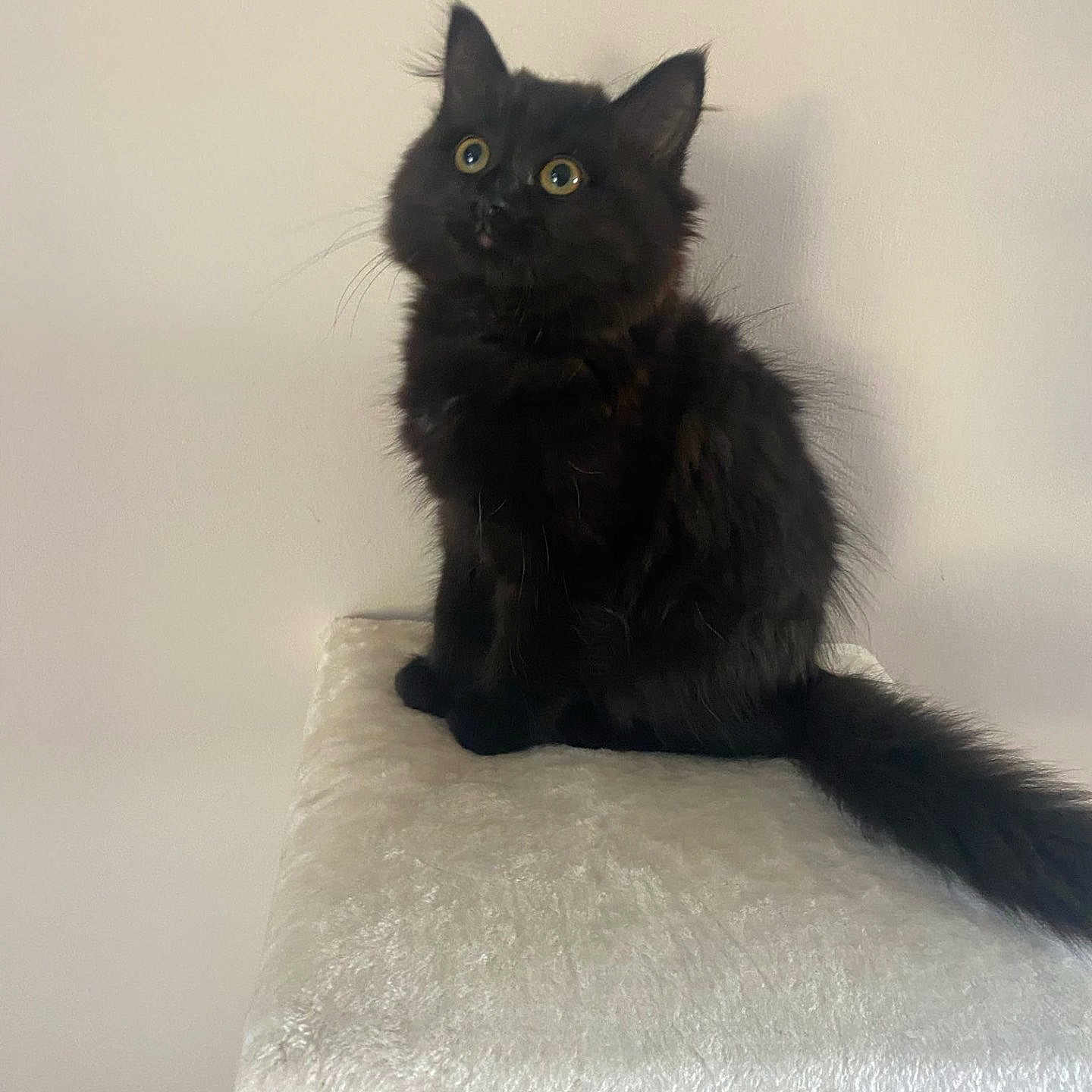 Mia joined the competition — help win amazing prizes! angora, animal, blackcat, cat, kitten, manx, pet