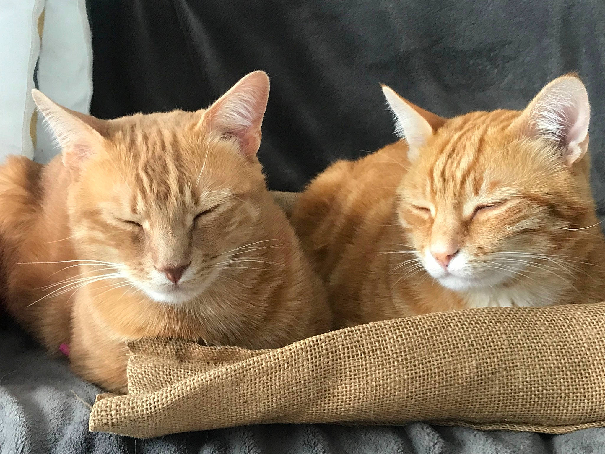 Kit a rejoint le concours — aidez-le/la à gagner de superbes lots ! carnivore, cat, cat_bed, cat_furniture, cat_supply, claw, comfort, couch, domestic_short_haired_cat, fawn, felidae, fur, nap, paw, sitting, small_to_medium_sized_cats, snout, tail, whiskers, wood