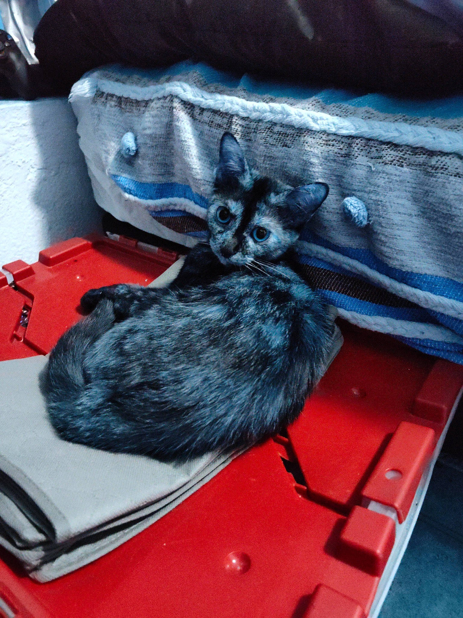 Roxy joined the competition — help win amazing prizes! bag, baggage, carmine, comfort, denim, electric_blue, fashion_accessory, felidae, fur, grey, human_leg, linens, pattern, personal_protective_equipment, pocket, sleeve, small_to_medium_sized_cats, t_shirt, textile, whiskers