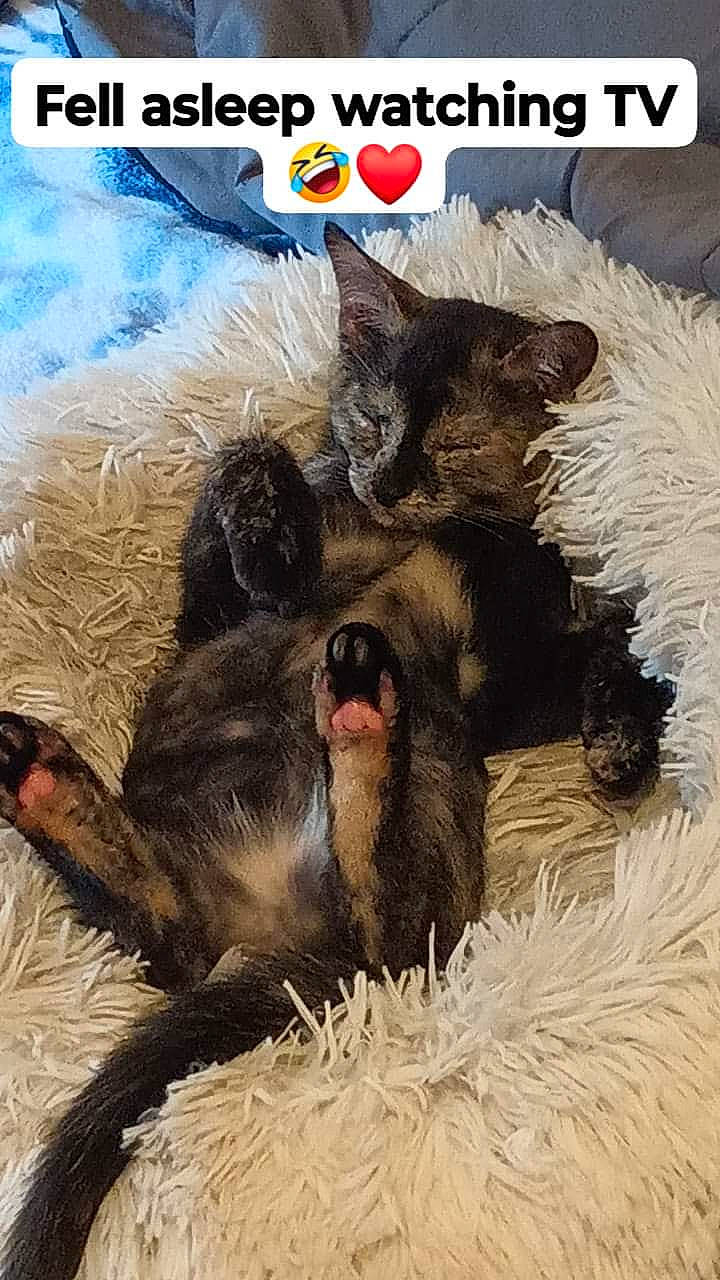 Roxy joined the competition — help win amazing prizes! art, canidae, carnivore, cat, claw, dog_breed, fang, felidae, font, fur, internet_meme, painting, paw, photo_caption, photography, publication, tail, terrestrial_animal, whiskers, wildlife