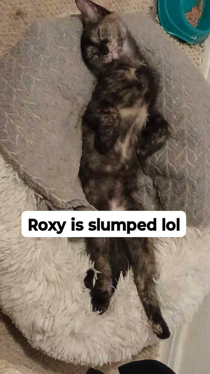 Roxy joined the competition — help win amazing prizes! canidae, carnivore, cat, claw, companion_dog, dog_breed, felidae, font, fur, grey, liver, natural_material, paw, photo_caption, small_to_medium_sized_cats, snout, sporting_group, tail, terrestrial_animal, whiskers