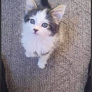 Xena is registered to the contest to win money with this photo: kitten, cat, pet, carpet, looking_up, furry, indoor, paws, whiskers, ears, blue_eyes, tail, sitting, domestic_animal, portrait, top_view, cozy, curious, playful, home