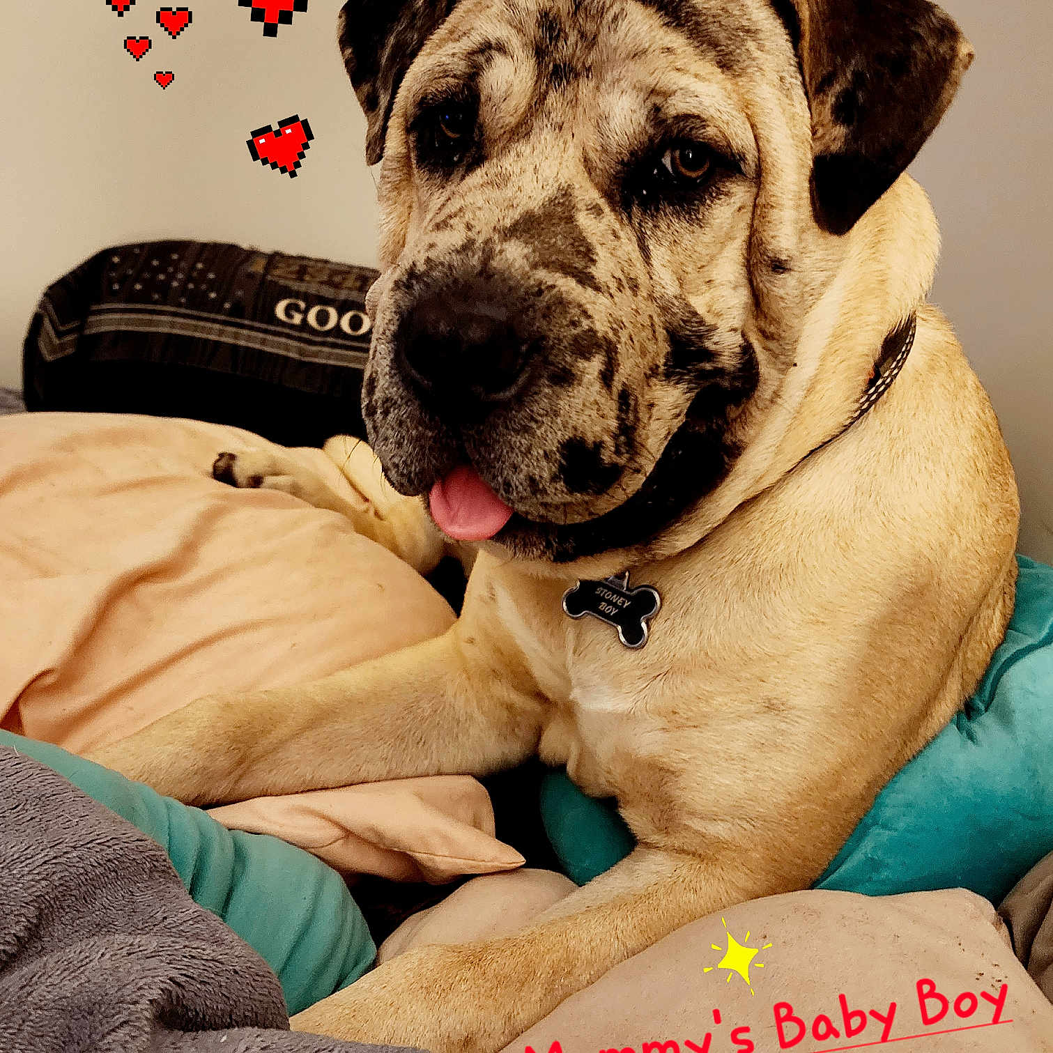 Stoney Boy Justice is registered to the contest to win money with this photo: animal, blanket, bodypart, boxer, bulldog, canine, couch, cushion, dog, furniture, greatdane, homedecor, hound, indoors, interiordesign, labradorretriever, pet, pitbull, pug, puppy