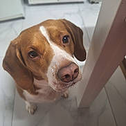 Lalou participe au concours pour gagner de l'argent avec cette photo : animal, beagle, brown_and_white, cabinet, canine, close_up, companion, curious, dog, domestic, ears, eyes, floor_tile, household, indoor, looking_up, pet, snout, table_leg, waiting