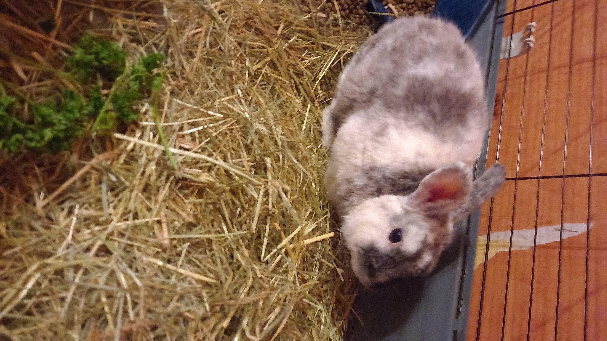 Lamon participe au concours pour gagner de l'argent avec cette photo : american_mink, carnivore, claw, fawn, fur, grass, marsupial, mouse, muridae, muroidea, mustelidae, mustelinae, paw, rat, rodent, snout, tail, terrestrial_animal, whiskers, wildlife