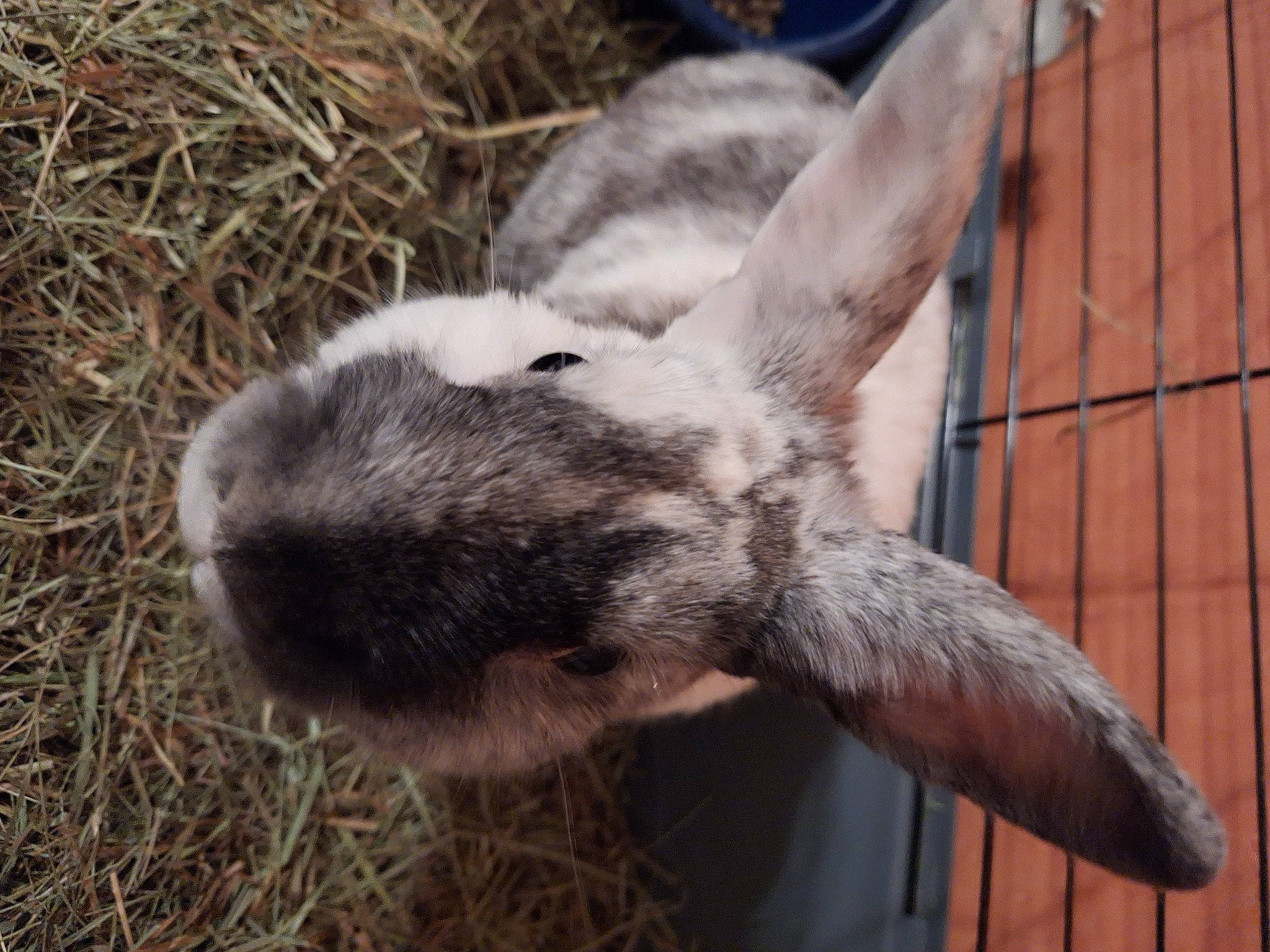 Lamon a rejoint le concours — aidez-le/la à gagner de superbes lots ! brown_hare, domestic_rabbit, ear, fawn, fur, grass, hare, mammal, plant, rabbit, rabbits_and_hares, snout, snowshoe_hare, tail, terrestrial_animal, vertebrate, whiskers, wildlife, wood, wood_rabbit