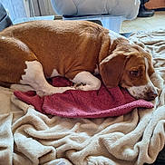 Lilou participe au concours pour gagner de l'argent avec cette photo : animal, blanket, brown, canine, comfort, couch, dog, domestic, fur, home, indoor, laying_down, pet, quiet, relaxed, resting, sleepy, snug, towel, white