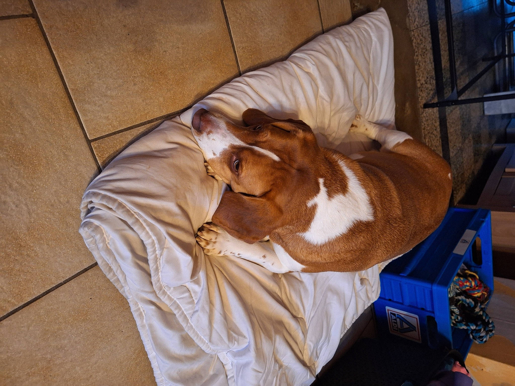 Lili a rejoint le concours — aidez-le/la à gagner de superbes lots ! bag, carnivore, comfort, companion_dog, dog, dog_breed, fawn, felidae, floor, flooring, fur, hardwood, human_leg, linens, liver, small_to_medium_sized_cats, snout, window, wood, working_animal