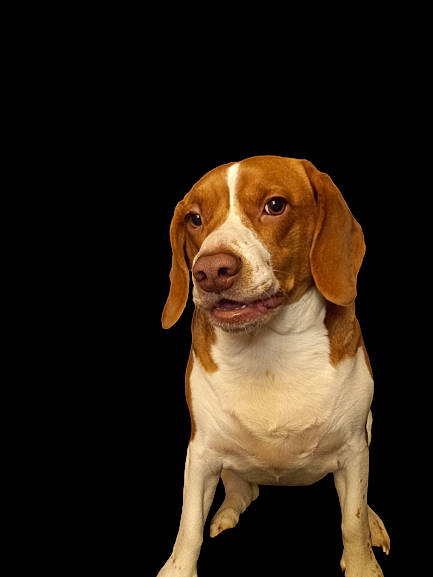 Lili participe au concours pour gagner de l'argent avec cette photo : brown, canidae, carnivore, companion_dog, dog, dog_breed, fawn, hound, hunting_dog, liver, snout, sporting_group, terrestrial_animal, working_animal