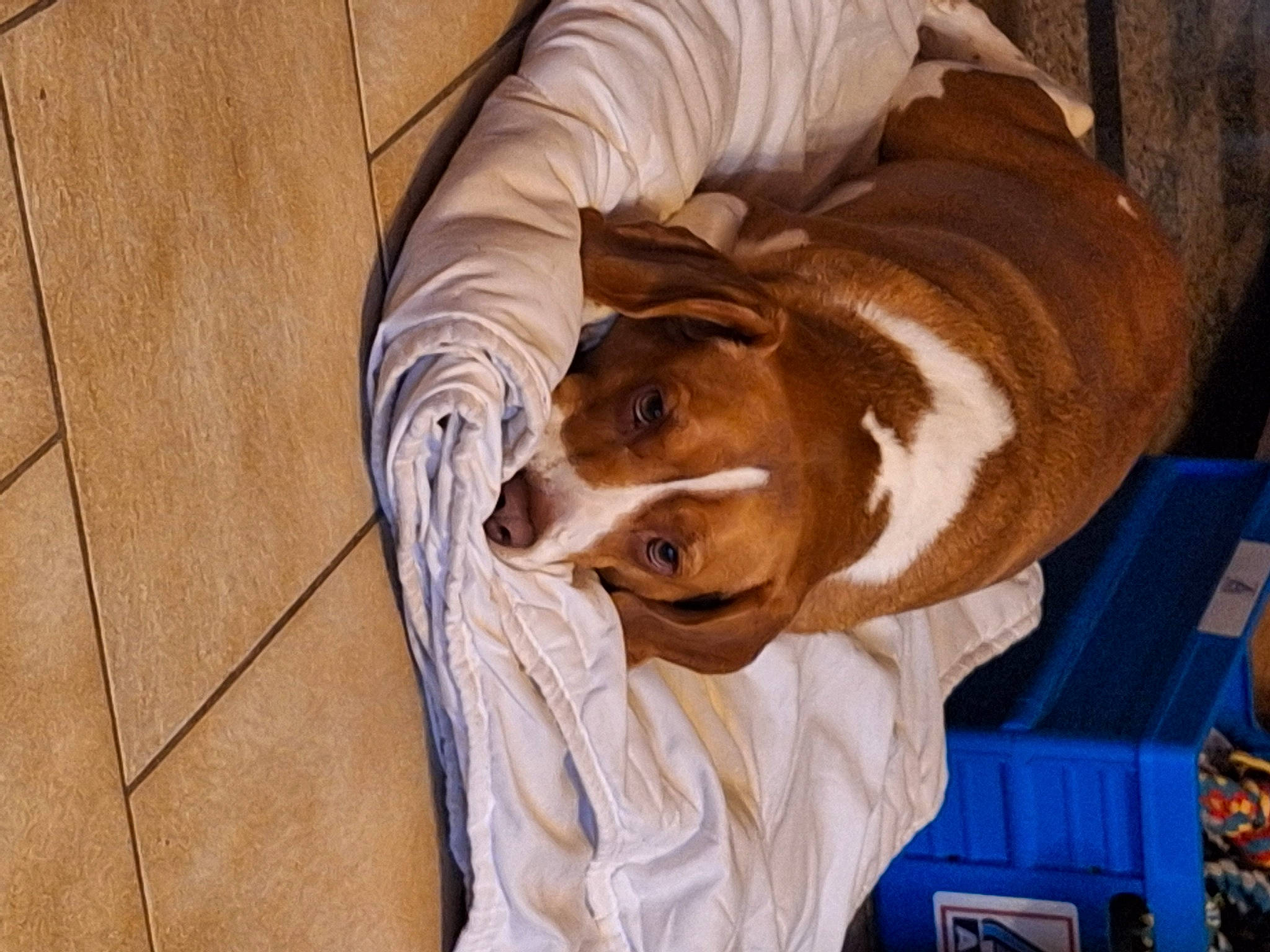 Lili a rejoint le concours — aidez-le/la à gagner de superbes lots ! canidae, carnivore, comfort, companion_dog, dog, dog_breed, fawn, felidae, flooring, fur, hardwood, linens, liver, nap, small_to_medium_sized_cats, snout, sporting_group, whiskers, wood, working_animal