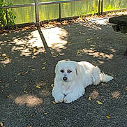 Lady participe au concours pour gagner de l'argent avec cette photo : dog, white_dog, outdoor, river, trees, greenery, leaves, concrete, sunlight, shadow, nature, park, bench, calm, relaxing, canine, pet, daylight, scenery, peaceful